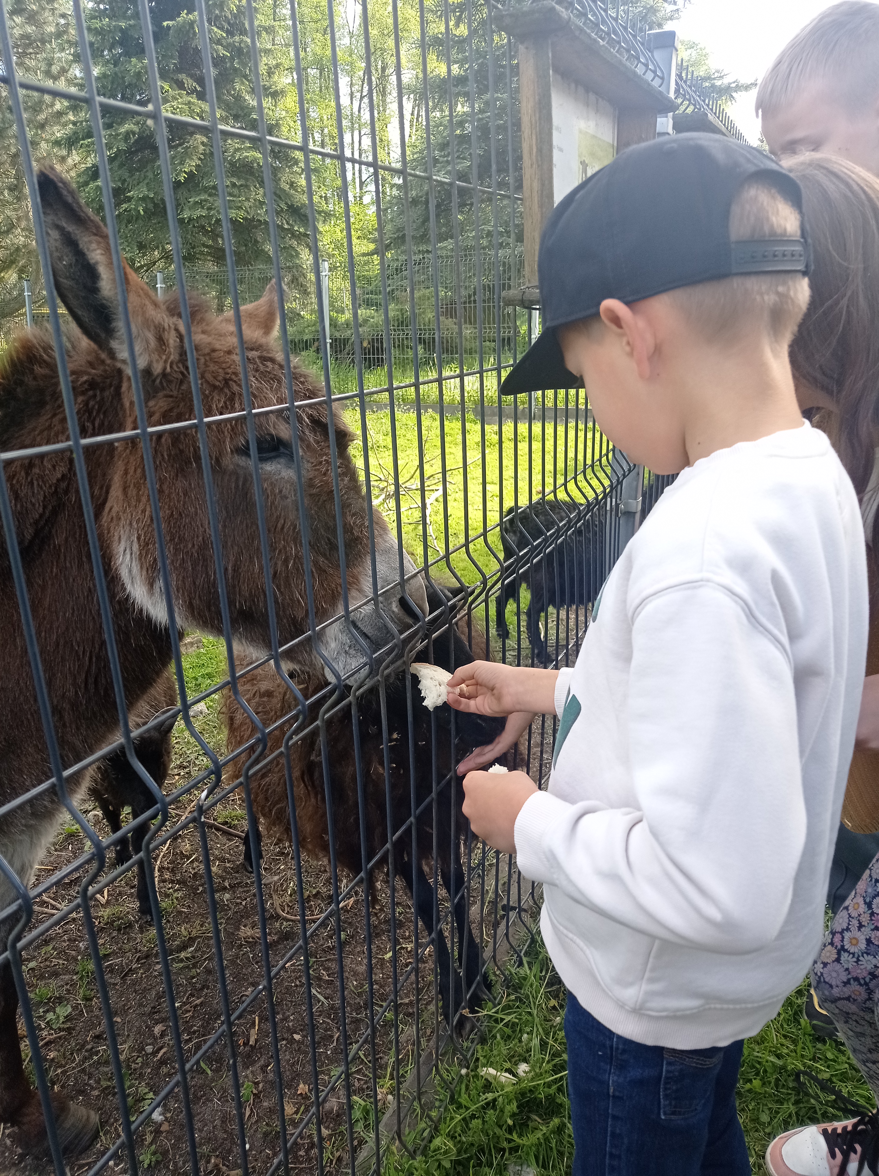 Karmienie osiołka – warsztaty edukacyjne