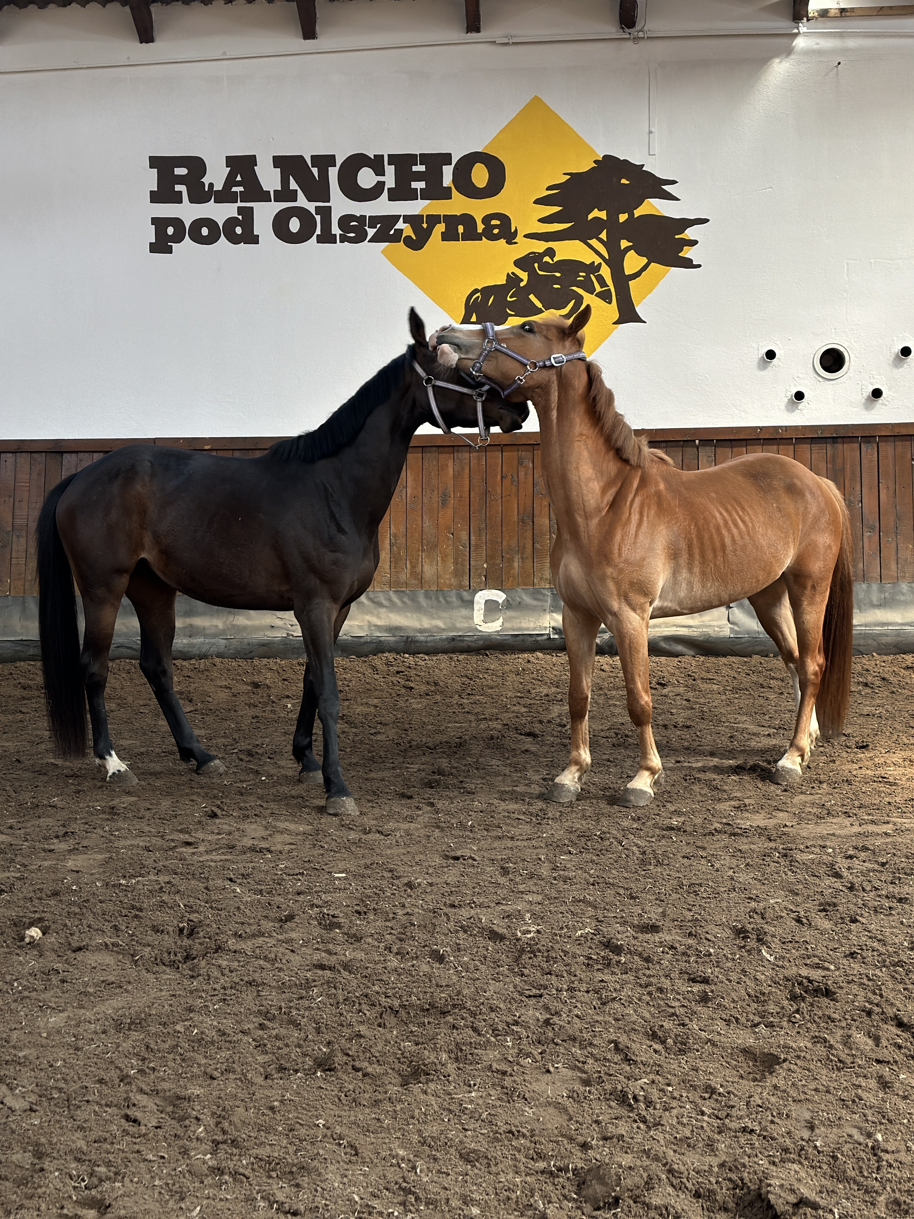 Dwa konie przytulające się do siebie na tle logo Rancho pod Olszyną w krytej ujeżdżalni