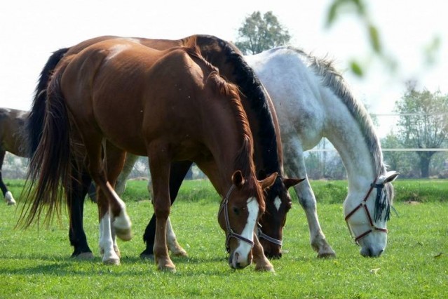 Konie na padoku – widok z pensjonatu Rancho pod Olszyną