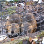 Rancho pod Olszyną Ciechocinek