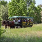 Rancho pod Olszyną Ciechocinek