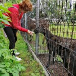 sdr Rancho pod Olszyną Ciechocinek