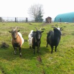 Rancho pod Olszyną Ciechocinek