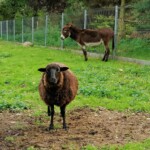 Rancho pod Olszyną Ciechocinek