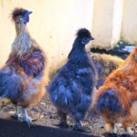 Rancho pod Olszyną Ciechocinek