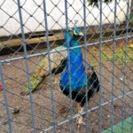 Rancho pod Olszyną Ciechocinek